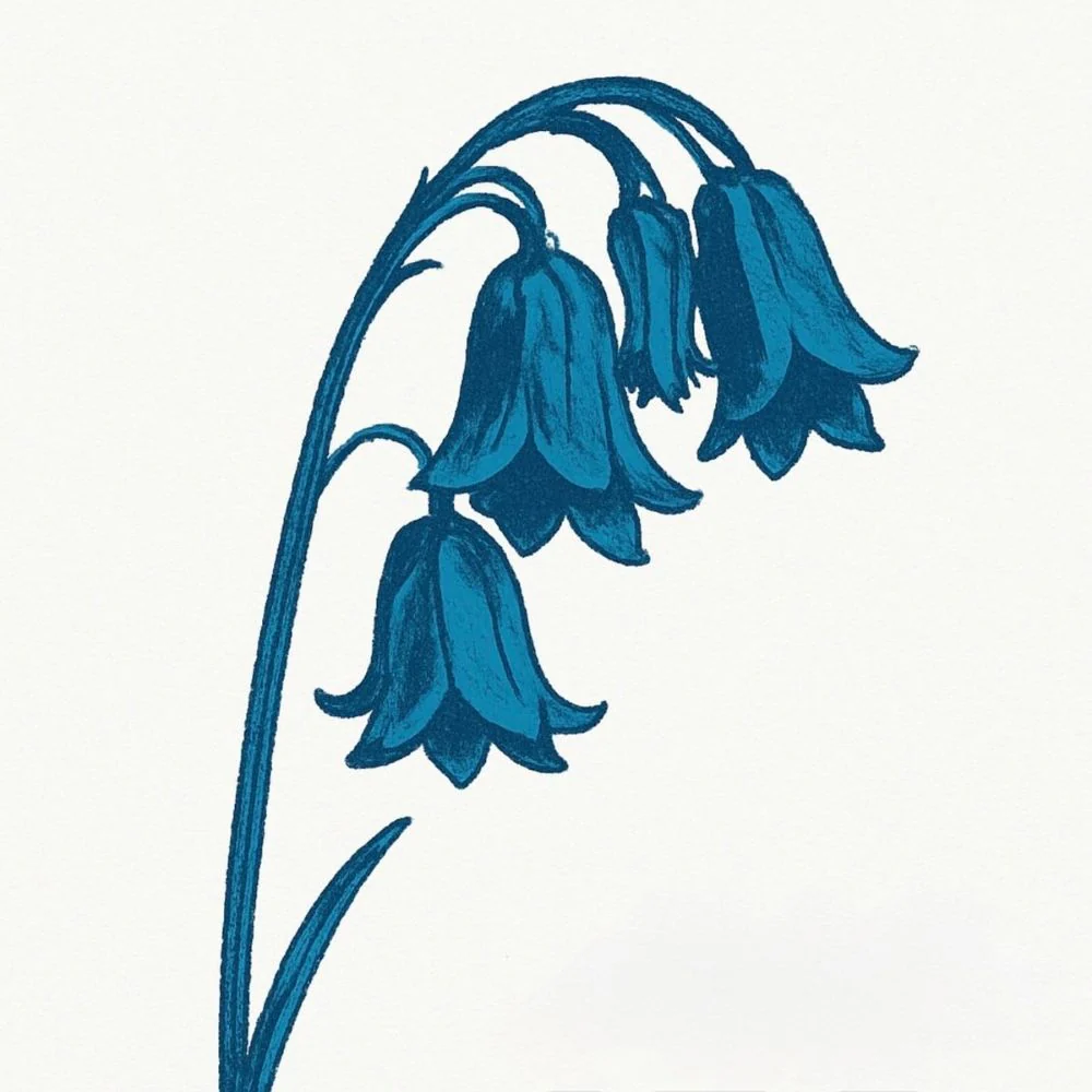 The Bluebells This Is The Bluebells Vinyl LP Bluebell Blue Colour 2026